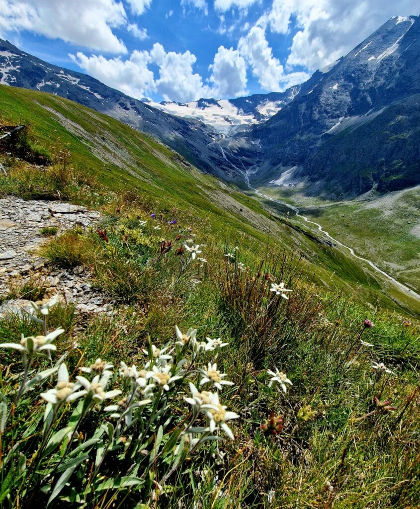 Photo_Mountain_Italy_Grand_Paradis_Edelweiss_View (1)